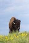 USA, Montana, Dixon. National Bison Range, bison springtime Art Print